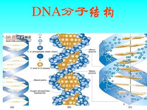 DNA结构PPT_word文档在线阅读与下载_文档网