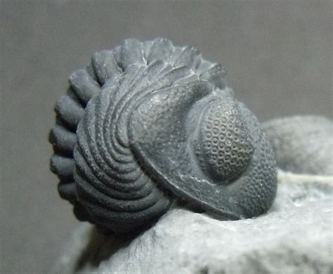Trilobite Treasures: Arthropods of the Ancient Seas – Penn Dixie Fossil ...