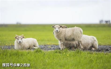 79年羊五行属性缺什么-资讯-荣耀易学