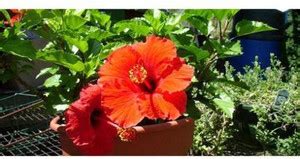 Artful Creature Hibiscus Plant Price in India - Buy Artful Creature ...