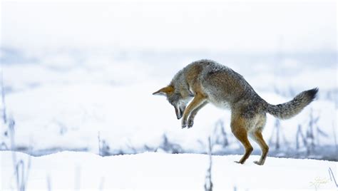Searching for Winter Wildlife in Yosemite Valley