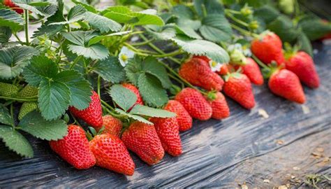 草莓什么时候种植最好 - 说植物