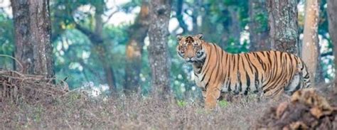 Similipal Declared Odisha’s Second National Park After Bhitarkanika