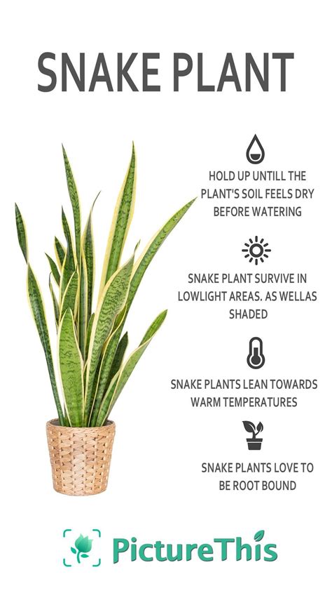Snake plant quick care tips – Artofit