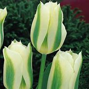 Image result for Tulips and Bunnies