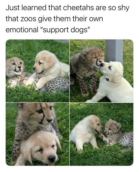 How Things Actually Work 的图像结果