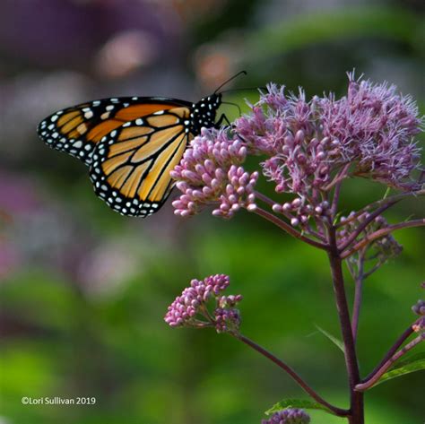 Butterfly Garden - One Shade Greener