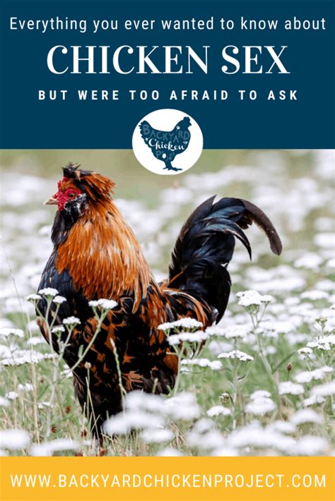 Image result for Chicken Reproduction Process