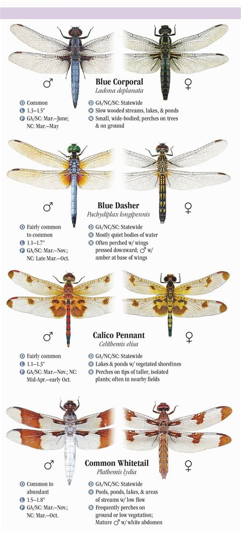 Dragonflies of North Carolina, South Carolina, and Georgia – Quick Reference Publishing Retail