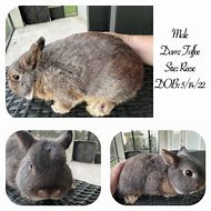 Image result for Dwarf Bunnies Full-Grown
