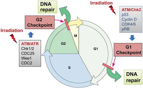 Radiation-induced signaling pathways that promote cancer cell survival ...
