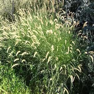 SHOP 360 GARDEN Cenchrus ciliaris/Buffel-grass/Dhaman grass/Anjan ...