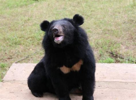 江西村民遭熊袭击 专家：江西确有黑熊分布-黑熊 熊出没 村民 袭击 干旱河谷-社会新闻-东方网