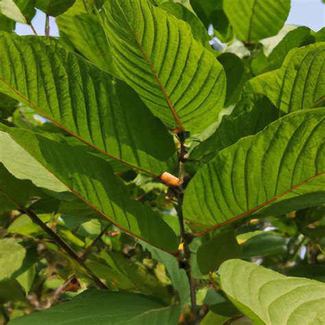 Ultimate Kratom Beginner's Guide: Discover the Secrets to Natural Pain Relief and Holistic ...