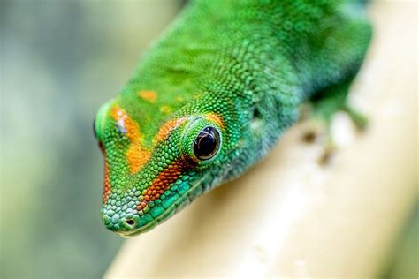 Gecko Auto Insurance 的图像结果