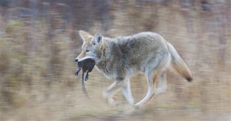 Alert Sound Predator 的图像结果