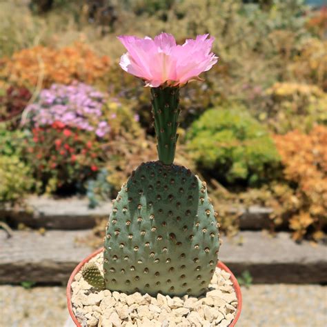Buy 'Beavertail Cactus - Opuntia basilaris' Care and Growers Guide ...