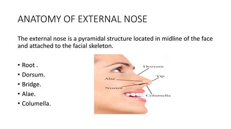 PRESENTATION ON ANATOMY OF NOSE FOR UNDERGRADUATES | PPTX