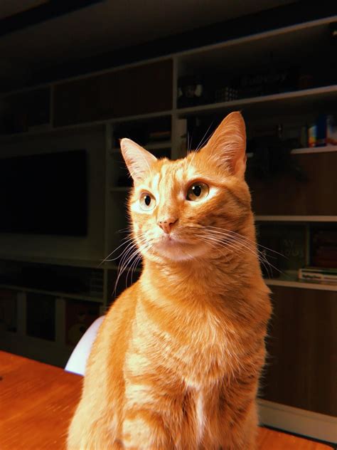 How Rare Is Orange Female Cat