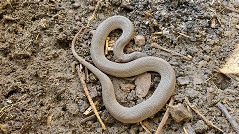 My resident Rough Earth Snake, Haldea striatula : r/snakes