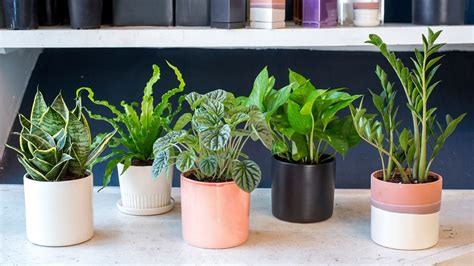 Best Plants For Low Light Office at Mark Olvera blog