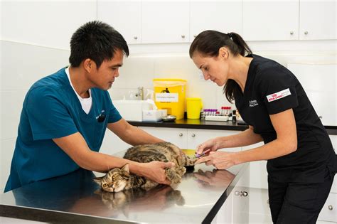 Can Cats Eat Dates? Benefits, Risks, and Best Alternatives - can cats eat dates