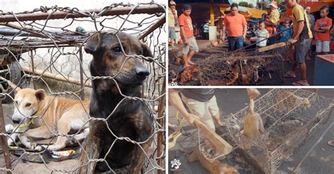 Image result for Dogs Getting Slaughtered