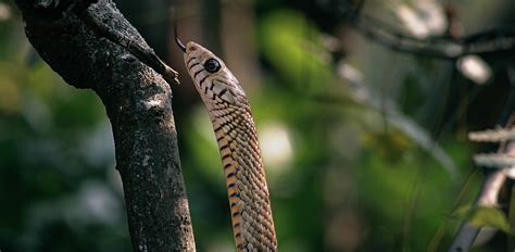 Image result for Reptiles Snake Python