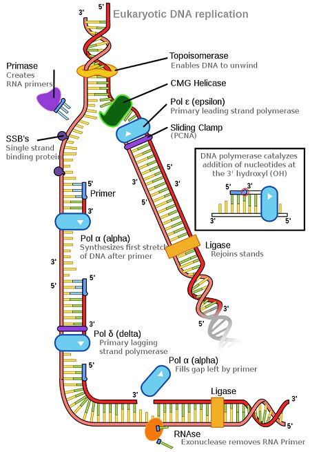 Image result for DNA Polymerase Function