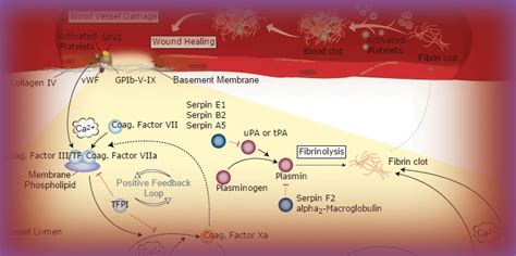Image result for Coagulation Pathway Explained