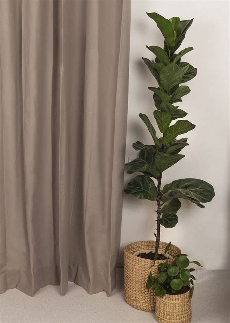 Solid Walnut grey 100% cotton plain curtain for bedroom - Room darkeni