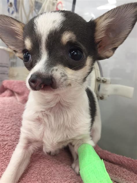 Pet of the month - Angel and her guardian angels! - Adelaide Plains ...