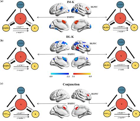 Image result for Brain Mapping Research