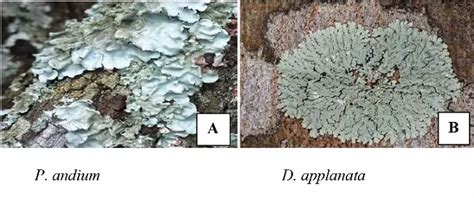Antimicrobial activity of the lichens Parmotrema andium and Dirinaria ...