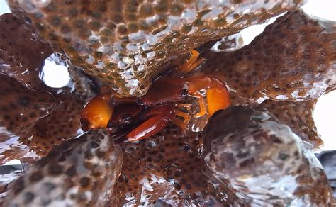 Hidden Crab Species Discovered Through DNA from Collections