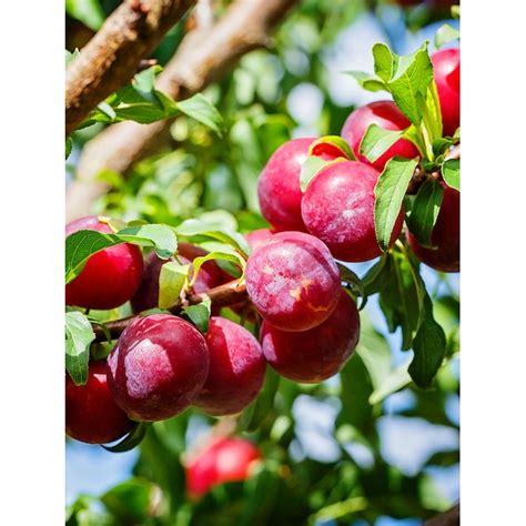 Southern Planters Santa Rosa Plum Tree - Prunus salicina - Sweet and ...