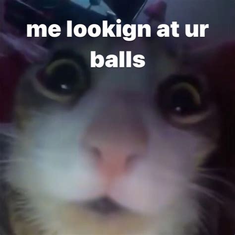 Dumb Cats, Stupid Cat, Funny Cute Cats, Stupid Funny Memes, Silly Cats Pictures, Cat Pics, Silly ...