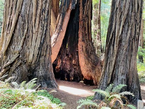 Muir woods attractions 60 photos - Morilly.com