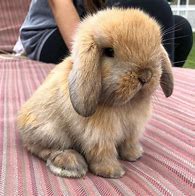 Image result for Cute Bunny Pictues