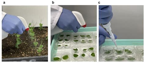 Optimized High Throughput Ascochyta Blight Screening Protocols and ...