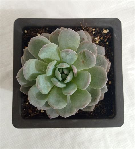 Buy Echeveria Big Succulent Plant Online in India – ChhajedGarden.com