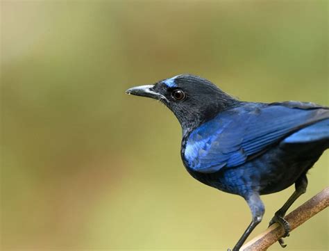 10 Best Birdwatching Spots in India