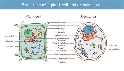 Image result for Basic Structure of a Cell