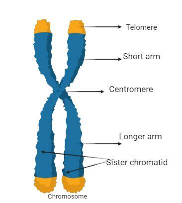 Image result for Chromosome Microarray Test
