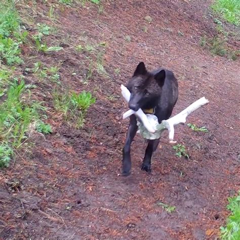 Image result for Yellowstone Park Wolves