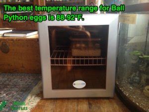 Ball Python Incubation 的图像结果