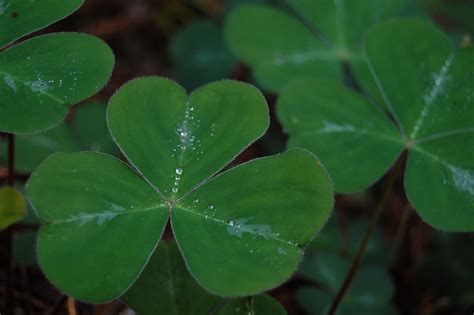 What Is a Shamrock? - Lima's Blog