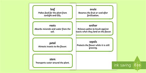 Parts of Plants Word Cards