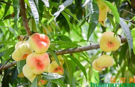 桃树夏季管理技术-种植技术-中国花木网