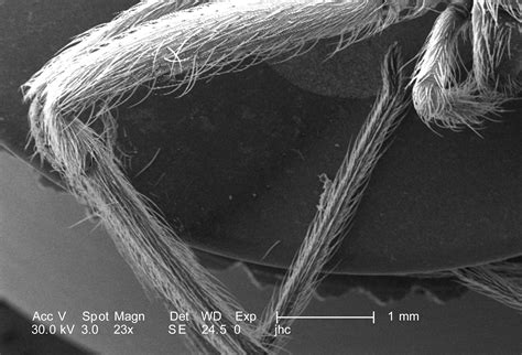 Free picture: jointed, nature, spiders, legs, places, phylum arthropoda